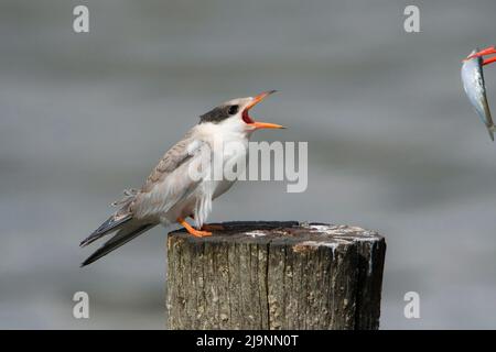 Gemeine Seeschwalbe (Sterna hirundo) juvenile Aufruf für Holundervögel, die mit frisch gefangenem Fisch in es kommt; s Rechnung Stockfoto