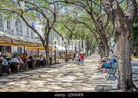 Avenida Arriaga, Funchal, Madeira, eine von Bäumen gesäumte Allee mit vielen Restaurants und Geschäften. Stockfoto