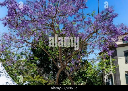 Der Jacaranda Baum mit seinen markanten blau/violetten Blüten. Stockfoto