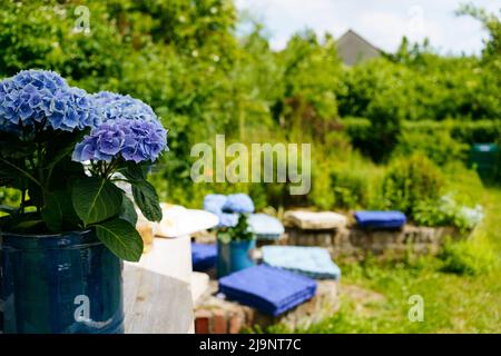 Bouquet von Hortensien draußen im Garten mit blauen Kissen im Hintergrund Stockfoto