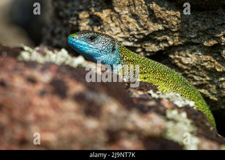 Europäische Grüne Eidechse - Lacerta viridis - große grüne und blaue Eidechse, die in den mittleren Breiten Europas verbreitet ist, farbenprächtiges Männchen, oft auf der Sonne zu sehen Stockfoto