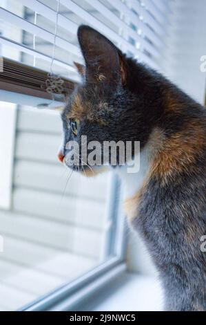 Die Kalikatze im Innenbereich starrt aus dem Fenster und beobachtet neugierig Vögel Stockfoto