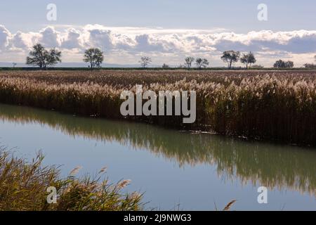 Vegetation entlang eines Kanals neben dem Strand Marina Nova in Monfalcone, Italien, mit der von Bäumen gesäumten Strandpromenade im Hintergrund Stockfoto