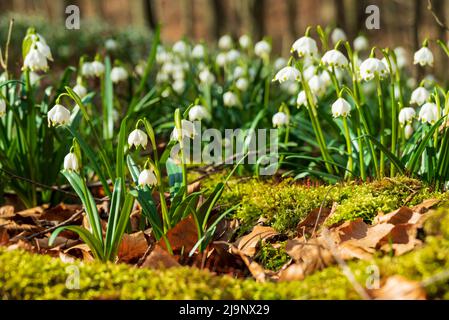 Blühende Frühjahrsschneehacke (Leucojum vernum), wächst zwischen Laub und moosbewachsenen Baumwurzeln in einem Wald, Weserbergland, Deutschland Stockfoto