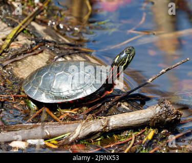 Gemalte Schildkröte, die auf einem Lehmstamm steht und Seerosen in einer Feuchtgebietsumgebung und einem Lebensraum umgibt. Schildkröte Foto und Bild. Stockfoto