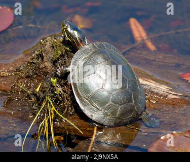 Gemalte Schildkröte, die auf einem Lehmstamm steht und Seerosen in einer Feuchtgebietsumgebung und einem Lebensraum umgibt. Schildkröte Foto und Bild. Stockfoto