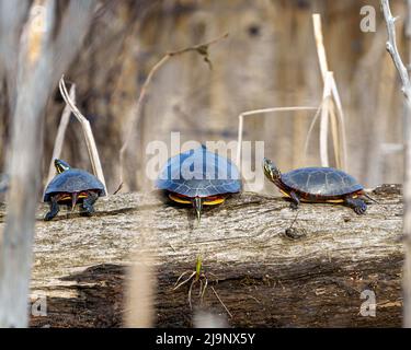 Gemalte Schildkröten, die auf einem Lehmstamm stehen und Seerosen in einer Feuchtgebietsumgebung und Umgebung liegen. Schildkröte Foto und Bild. Drei Schildkröten. Stockfoto