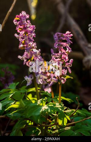 Nahaufnahme eines violett blühenden Hohllarksporns (Corydalis Cava, auch als Hohlwurzel bekannt) gegen das Licht in einem frühlingshaften Wald in Deutschland Stockfoto