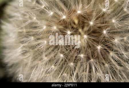 Dandelion auf Makroskala. Nahaufnahme der Samen von Dandelion. Verbreitung von gewöhnlichen Pflanzen. Stockfoto