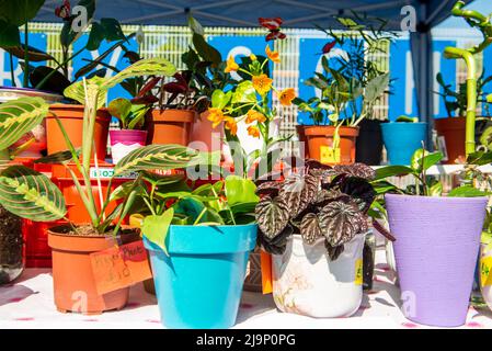 London, Penge, Vereinigtes Königreich - 30. April 2022: Maple Road Market (eine Wiederbelebung eines historischen Straßenmarktes in Penge, jetzt eine Feier der lokalen kleinen Stockfoto