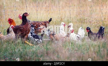 Viele Hühner ruhen am Nachmittag glücklich auf der Hühnerfarm. Stockfoto