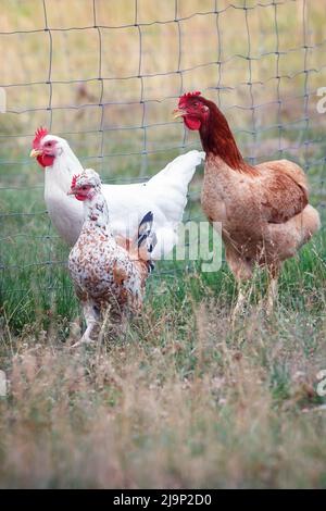 Eine kleine Herde von Hennen in einem Paddock. Stockfoto