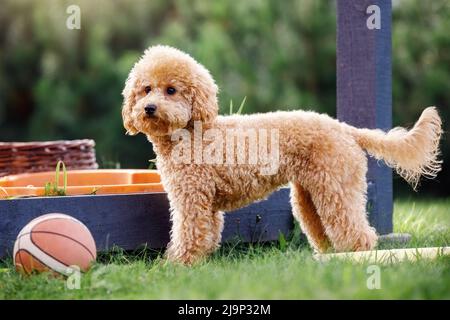 Niedlichen kleinen goldenen Pudel Hund und sein Spielzeug Gummi Basketball-Ball. Stockfoto