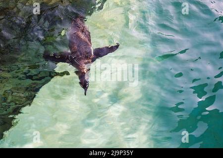 Pinguin-Tauchgang. Humboldt-Pinguin Nahaufnahme schwimmt im Wasser Unterwasser-Foto, in Grüntönen. Stockfoto