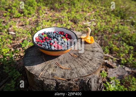 Heidelbeeren und Preiselbeeren in einer Schüssel, ein Pfifferlingspilz, auf dem Stumpf. Stockfoto