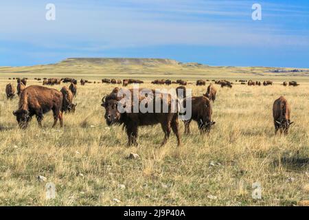 büffelherde (Bison) auf Präriefarm in der Nähe von Choteau, montana Stockfoto