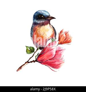 Heller Vogel auf blühendem Magnolienzweig, handgezeichnete Aquarell-Illustration, Magnolienblüten, isoliert auf weißem Hintergrund Stockfoto