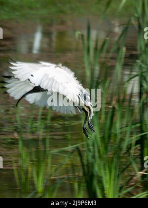 Bird, Threskiornis molucca, ein majestätisches Ibis mit über dem Kopf erhobenen Flügeln, die über dem See, Australien, fliegen Stockfoto