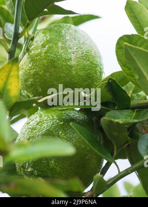 Zitrusfrüchte aus der Nähe, grüner Limes, auf dem Baum, nass mit glänzenden Wassertropfen nach dem Regen, NSW Australien Stockfoto