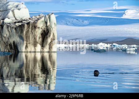 Seehund schwimmt zwischen den mächtigen Eisbergen der Jökulsárlón-Gletscherlagune, Island, Vatnajökull-Nationalpark, in der Nähe der Route 1 / Ringstraße Stockfoto