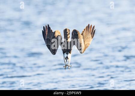 Kathy Wade, die in den USA lebende Wildtierfotografin, hat den Moment festgehalten, in dem ein Fischadler mit klinischem Präzision auf die Oberfläche eines Sees tauchte, um einen Fisch zu fangen. Fischadler sind eine Art Falke, die in ihrer Ernährung von lebenden Fischen und ihrer Fähigkeit, ins Wasser zu tauchen, um sie zu fangen einzigartig sind. Sie wandern während der Brutzeit in den nördlichen Teil Amerikas und sind sehr aktiv, wenn sie nach Fischen jagen, um sie für ihre Jungen wieder in ihr Nest zu bringen. Wade sagte '' dieser Fischadler hat einige brandneue Küken in der Nähe, so dass es sehr aktiv auf der Jagd an diesem lokalen See, nicht weit von unserem Haus. Diese Vögel überwintern in S Stockfoto