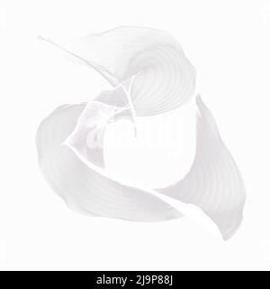 Abstrakte transparente Figur. Fliegende Flamme, Rauch, heller Nebel. Weiße Farbe Stockfoto