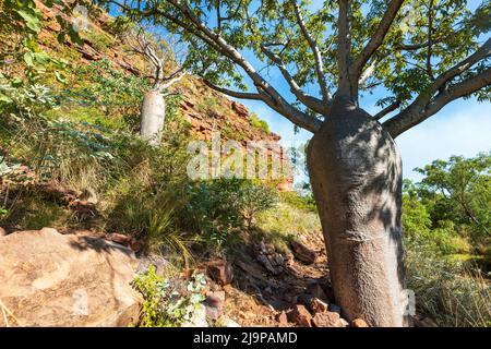 Herrliche Wildschweinbäume (Adansonia gregorii) im Keep River National Park, einem beliebten Touristenziel, Northern Territory, NT, Australien Stockfoto