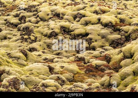 Isländische Moos-Hintergrundstruktur, Vollbildaufnahme von moosbedeckten vulkanischen Lavagesteinen, Eldhraun-Lavafeld, Island Stockfoto