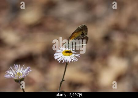 Zierlicher Schwefelschmetterling oder Nathalis iole, der sich auf einer Flohblume in einem Hof in Payson, Arizona, ernährt. Stockfoto