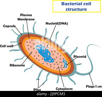 Becteria Zellstruktur, Bildungs-und Studium für Biologie und Medcine Studenten.Vector Illustration. Stock Vektor