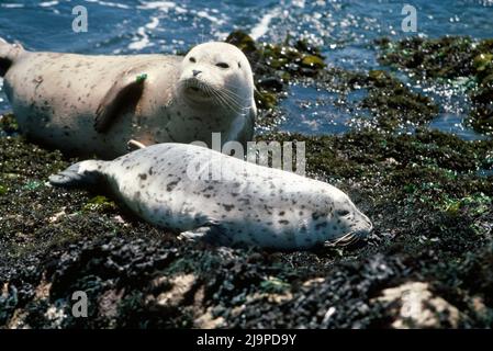 Zwei Robben in Carmel auf der Monterey Peninsula, Kalifornien 1984 Stockfoto