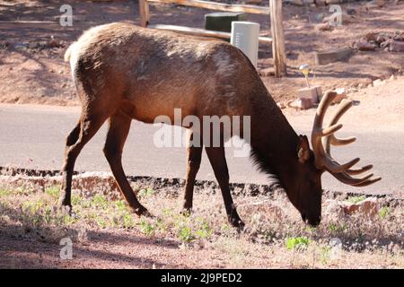 Männlicher Elch oder Cervus canadensis, der sich auf Gras in einem Nachbarhof in Payson, Arizona, ernährt. Stockfoto