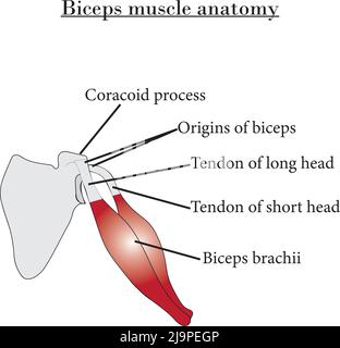 Anatomie des Bizeps-Muskels, Orogine des Bizeps, Sehne des langen Kopfes, Sehne des kurzen Kopfes und Bizeps brachii.Studieninhalte für Biologiestudenten. Stock Vektor