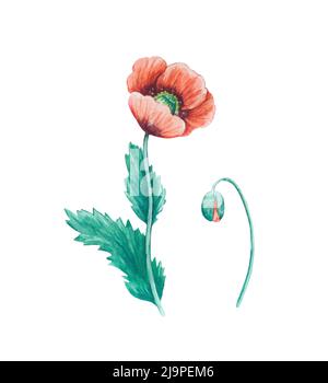 Detailreiche, realistische Aquarell-botanische Illustration. Wilde rote Mohnblumen und Knospen isoliert auf weißem Hintergrund. Stockfoto
