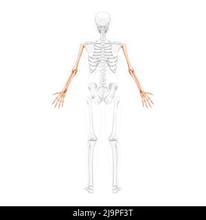 Skelettarme menschlicher Rücken hintere Rückenansicht mit teilweise transparenter Knochenposition. Hände, Unterarme realistisches, flaches, natürliches Farbkonzept Vektor-Illustration der Anatomie auf weißem Hintergrund isoliert Stock Vektor