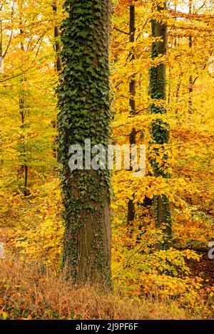 Stamm einer mächtigen alten Buche, bedeckt mit grünen Efeu-Reben, stehend in einem Wald mit herbstfarbenem Laub, Weserbergland, Deutschland Stockfoto