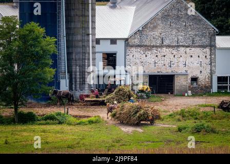Blick auf den Amischen, der dort Mais mit sechs Pferden und drei Männern erntete, wie er vor Jahren an einem sonnigen Tag gemacht wurde Stockfoto