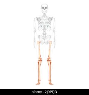 Skelett Oberschenkel und Beine untere Extremität menschliche Vorderansicht mit teilweise transparenter Knochenposition. Femur, Patella, Fibula, Fuß realistische flache Vektordarstellung der Anatomie isoliert auf weißem Hintergrund Stock Vektor