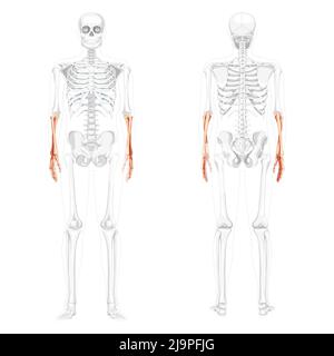 Skelett Unterarme menschliche Ulna, Radius, Hand Vorderansicht hinten mit teilweise transparenter Knochenposition. Satz anatomisch korrekter 3D realistischer flacher natürlicher Farbkonzept Vektordarstellung isoliert Stock Vektor