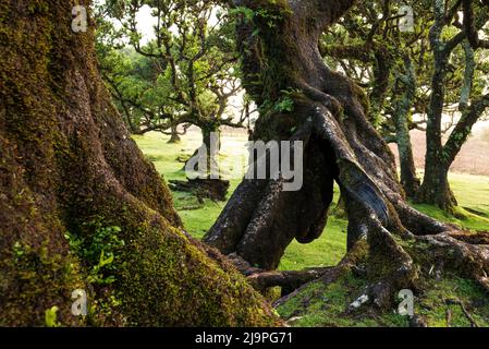 Moos und Farne bedeckten Stämme von stinkholzigen Lorbeerbäumen (Ocotea foetens) im alten Lorbeerwald von Fanal, Madeira, Laurissilva Nature Reserve Stockfoto