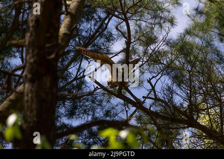 Junge große gehörnte Eule (Bubo virginianus) im Wisconsin State Park. Stockfoto