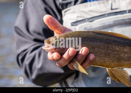 Angeln nach Äschen (Thymallus arcticus) im Landesinneren von Alaska Stockfoto