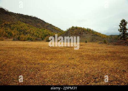 Hohe Kiefer am Rande der getrockneten Herbststeppe am Fuße eines hohen Hügels. Kurai-Steppe, Altai, Sibirien, Russland. Stockfoto