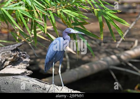 Kleiner Blaureiher, Egretta caerulea in Costa rica Stockfoto