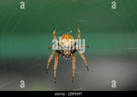 Spider im Web, Mittelamerika Stockfoto