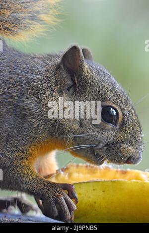 Vielblättrige Eichhörnchen (Sciurus variegatoides) ernähren sich von Banane, Costa Rica Stockfoto