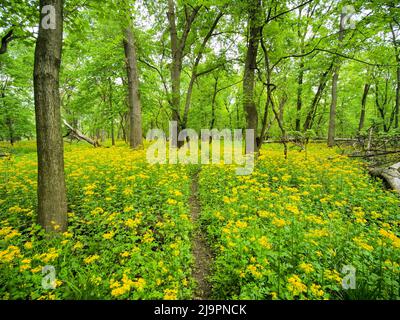 Die Schmetterlingsblüte (Packera glabella) blüht auf der Aue des Plaines River in Thatcher Woods in der Nähe von Chicago, Illinois. Butterweed stammt aus dem Süden von Illinois, hat aber seine Reichweite in den letzten Jahrzehnten nach Norden erweitert, da sich das Klima erwärmt hat. Stockfoto