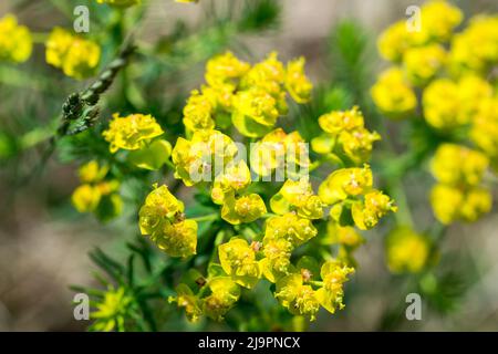 Die Zypressenblüten, die Zypressenspurgen, vertupfen den selektiven Fokus Stockfoto