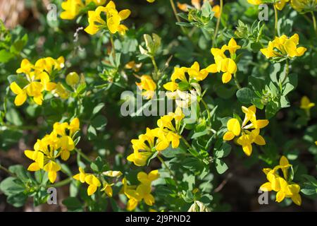 Lotus corniculatus, gewöhnliche Vogel-Fuß-Trefoil gelbe Blüten in Wiese Nahaufnahme selektive Fokus Stockfoto