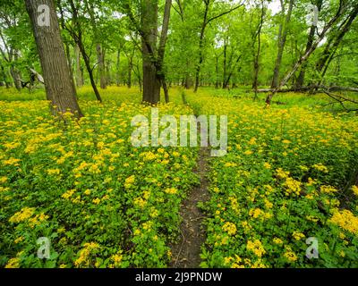 Die Schmetterlingsblüte (Packera glabella) blüht auf der Aue des Plaines River in Thatcher Woods in der Nähe von Chicago, Illinois. Butterweed stammt aus dem Süden von Illinois, hat aber seine Reichweite in den letzten Jahrzehnten nach Norden erweitert, da sich das Klima erwärmt hat. Stockfoto